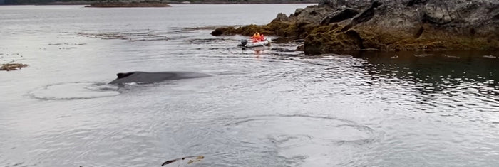 Once in a Lifetime Whale Encounter